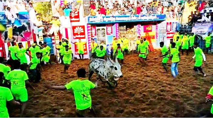 இன்ஸ்பெக்டர் அனுராதாவின் காளை