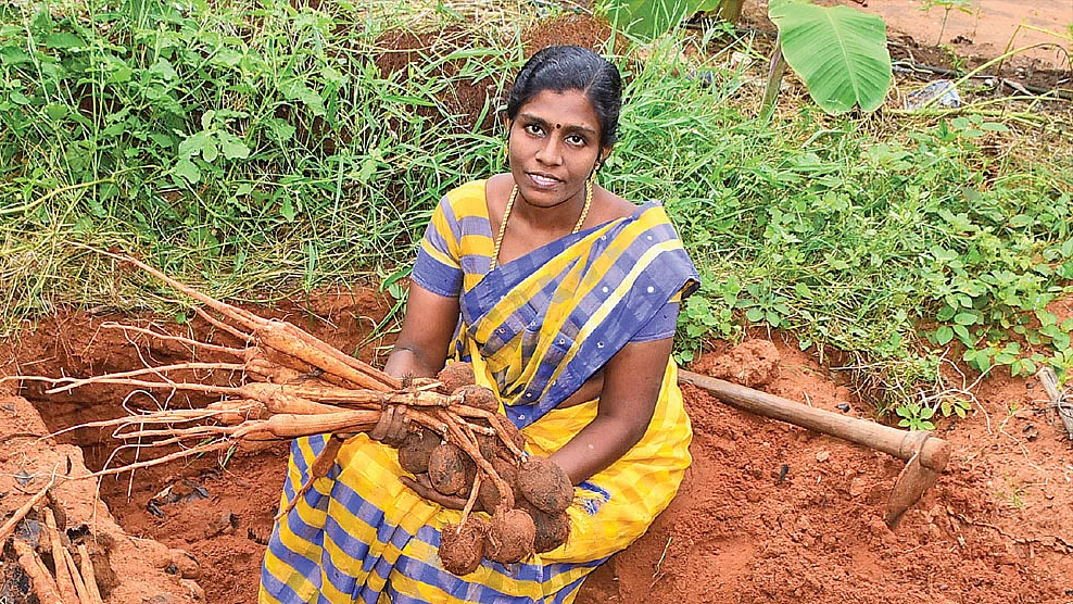 பால்தங்கம்