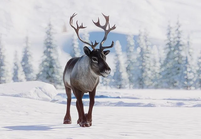 reindeer