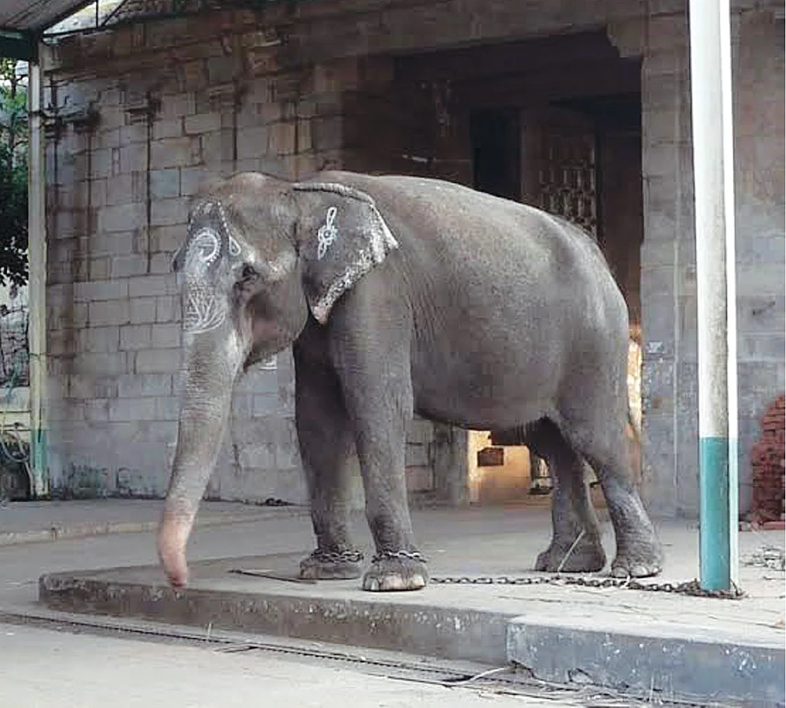 நாரதர் உலா