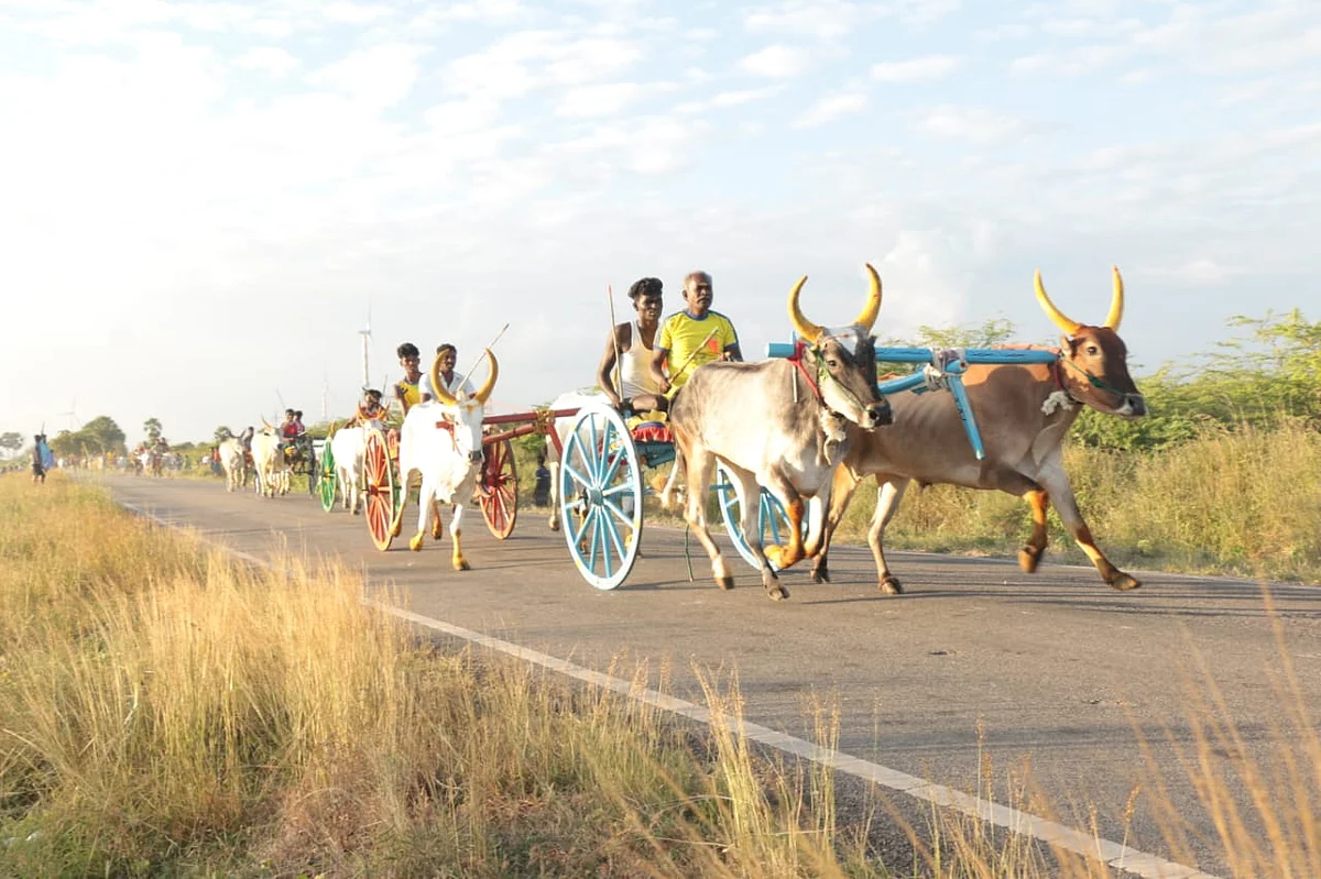 மாட்டுவண்டிப் பந்தயம்