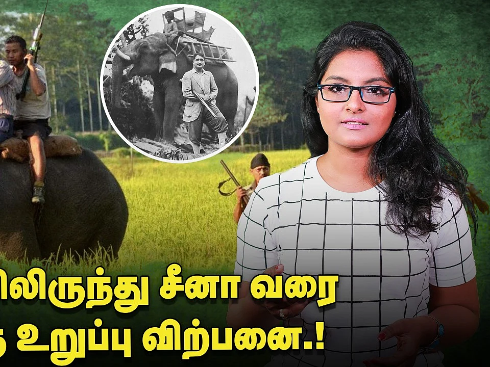 சிலை செய்ய யானை தந்தம்தான் வேண்டுமா? | Wild Animal Hunt