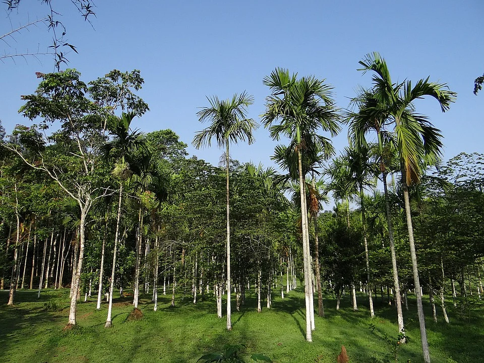 Palm