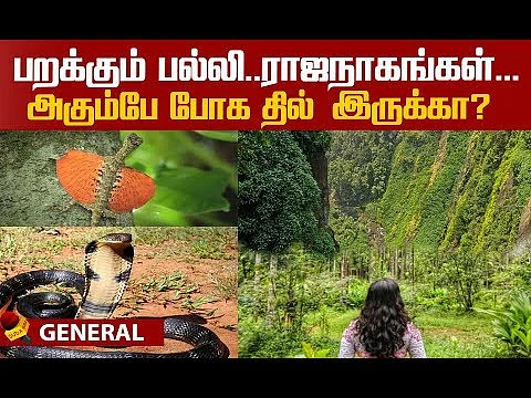 Travel Experience To Agumbe Forest!