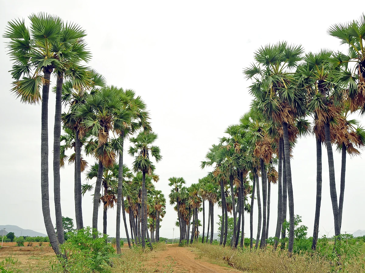 Representational Image