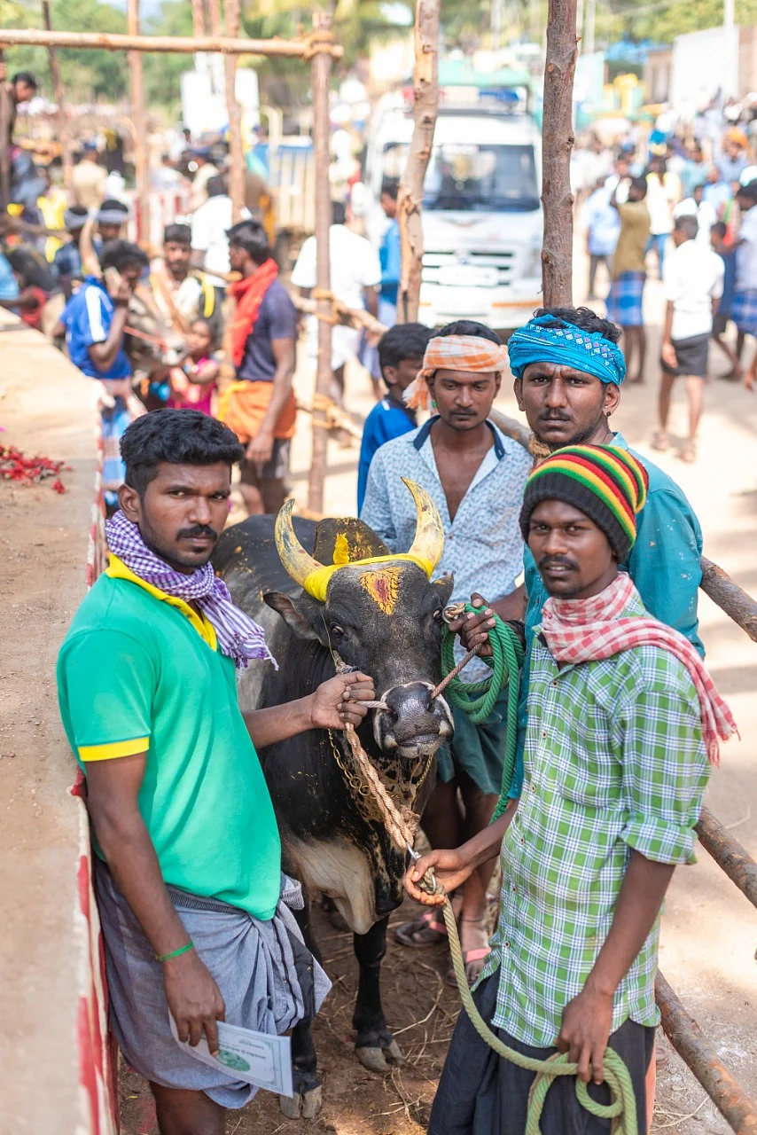 வாடிவாசலுக்குப் பின் வரிசைகட்டி நிற்கும் காளைகள்... பாலமேடு ஜல்லிக்கட்டு (படங்கள்)