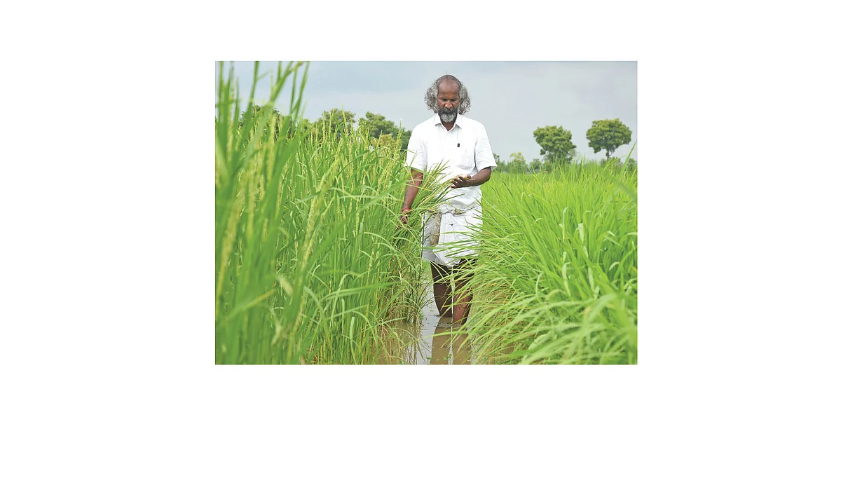 சாகுபடி முறை!