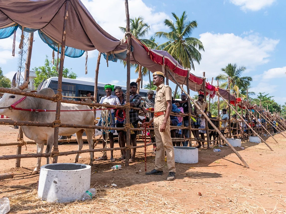 வாடிவாசலுக்குப் பின் வரிசைகட்டி நிற்கும் காளைகள்... பாலமேடு ஜல்லிக்கட்டு (படங்கள்)