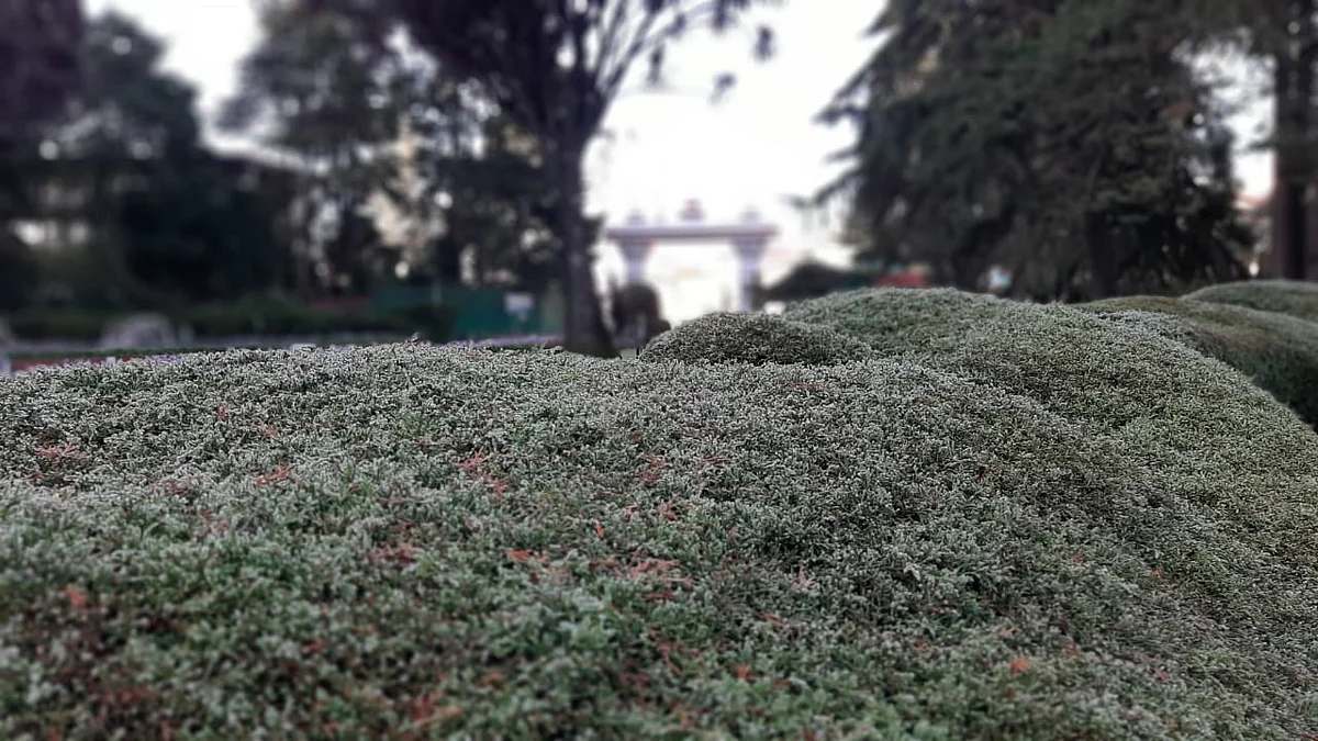 ground frost