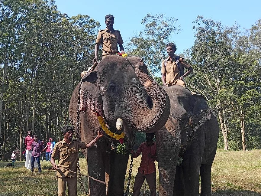 `ஹேய்.. இது நம்ம சின்னத்தம்பி!’- டாப்ஸ்லிப் முகாமில் உற்சாக யானைப் பொங்கல் விழா