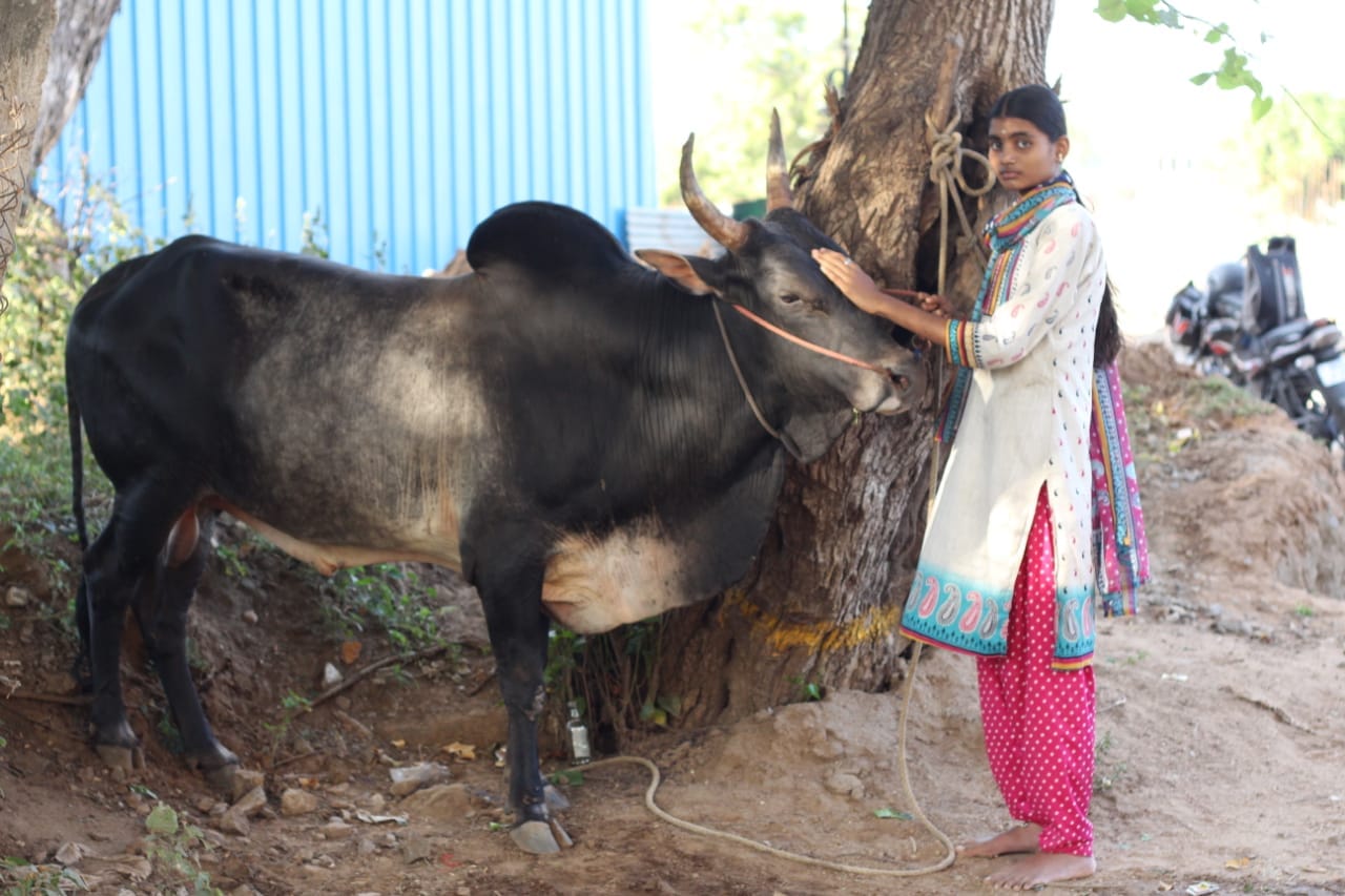 யோக தர்ஷினி - காளையுடன்