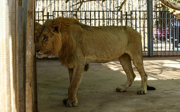 சிங்கம்/ Vandalur Zoo