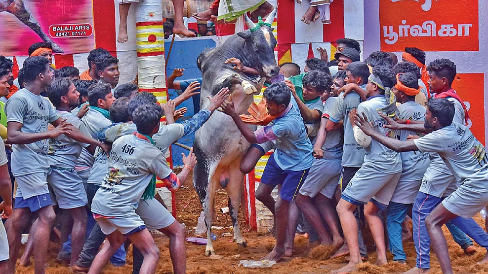 ஜல்லிக்கட்டு