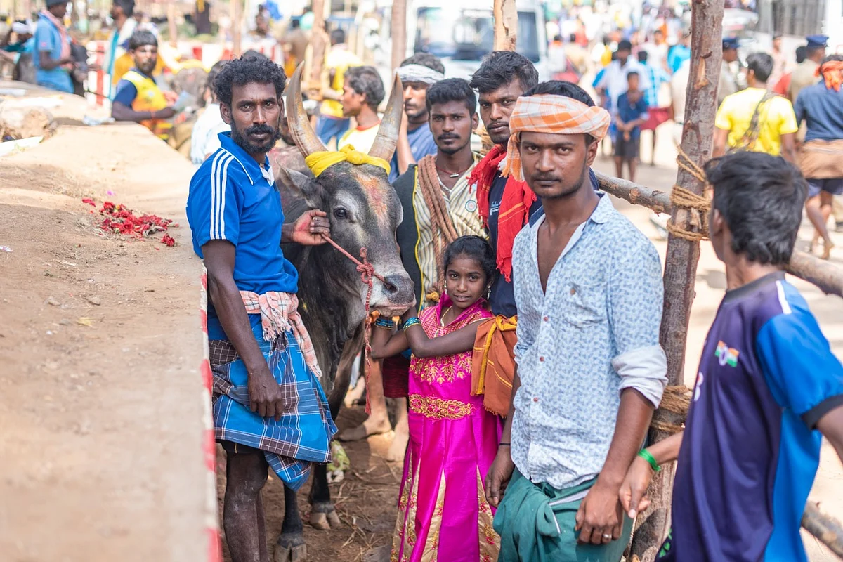 வாடிவாசலுக்குப் பின் வரிசைகட்டி நிற்கும் காளைகள்... பாலமேடு ஜல்லிக்கட்டு (படங்கள்)