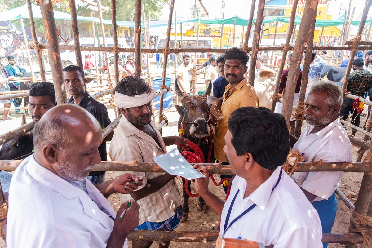 வாடிவாசலுக்குப் பின் வரிசைகட்டி நிற்கும் காளைகள்... பாலமேடு ஜல்லிக்கட்டு (படங்கள்)