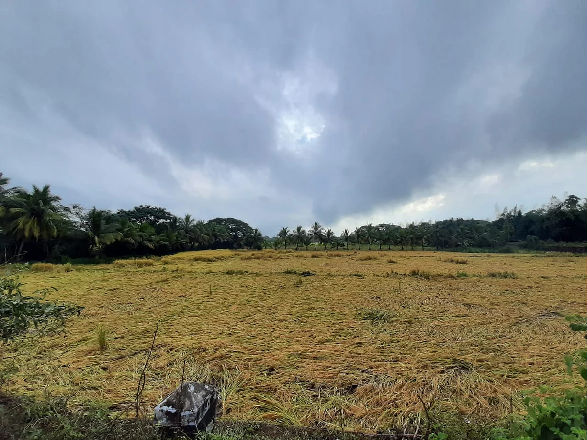 அறுவடை பாதிப்பு