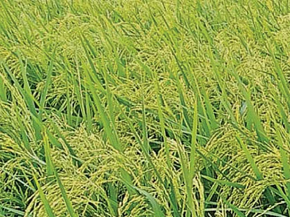 மானாவாரி நெல்... அதிக மகசூல் தரும் வாழை... இயந்திர அறுவடைக்கு ஏற்ற பருத்தி