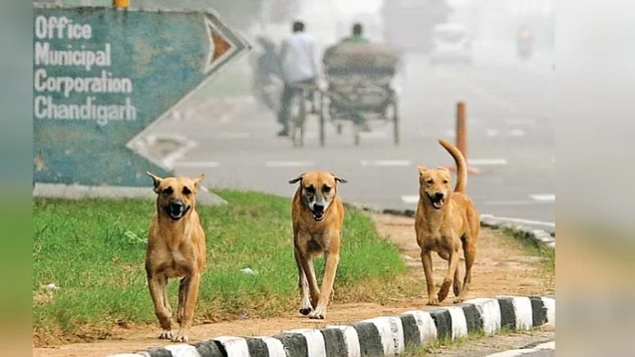 `1.5 ஏக்கரில் நாய்களுக்கான பிரத்யேக பூங்கா!'- மாத்தி யோசித்த சண்டிகர் மாநகராட்சி
