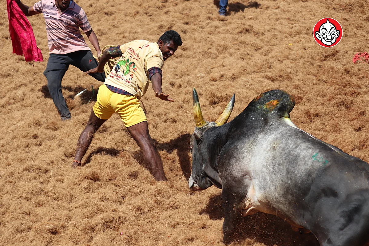 ஜல்லிக்கட்டு