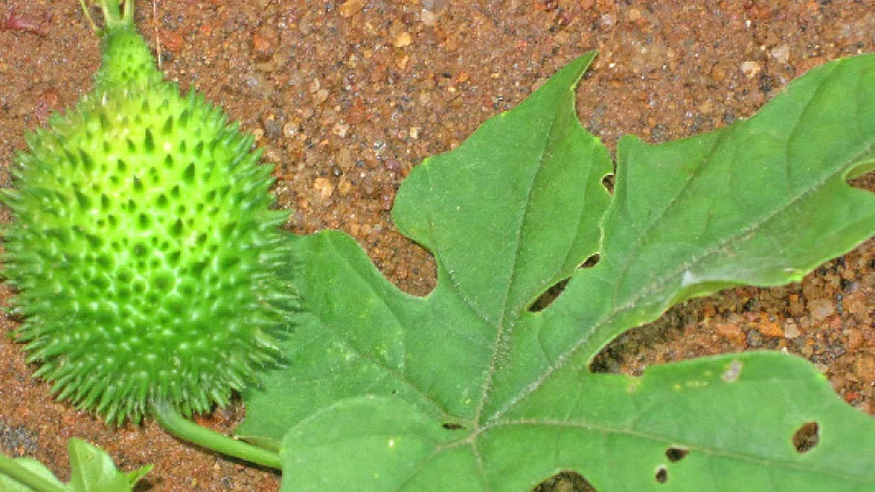 கொல்லங்கோவை