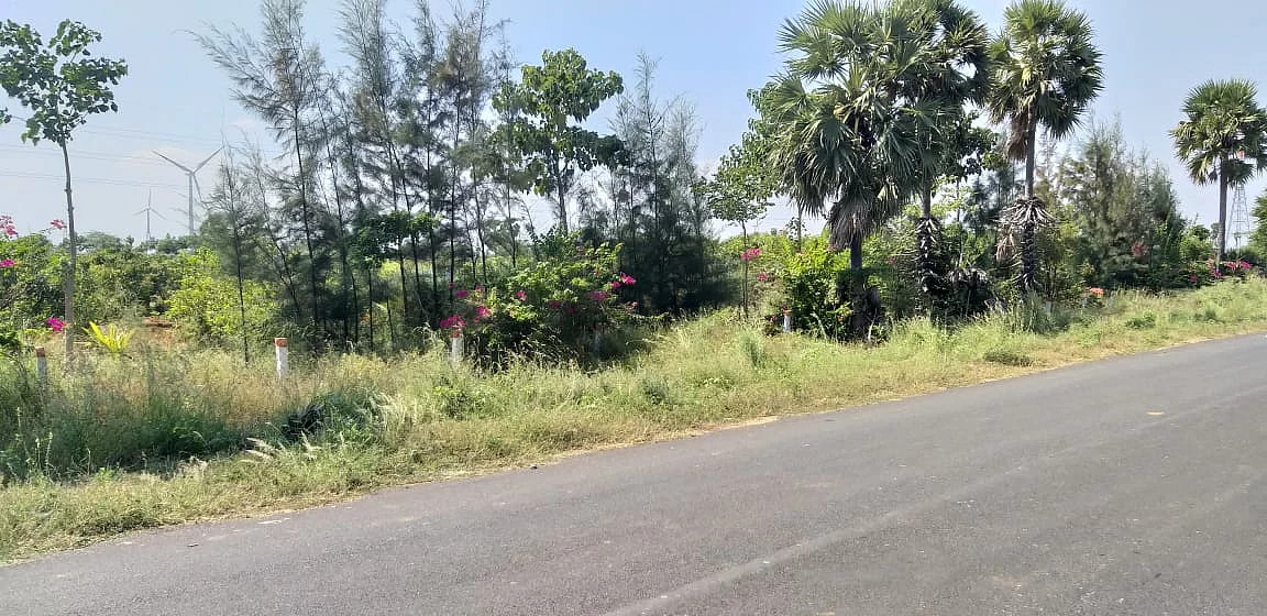 சாலையோரம் உள்ள தோட்டம்