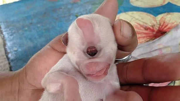 ஒற்றைக்கண்ணுடன் பிறந்த நாய்க்குட்டி