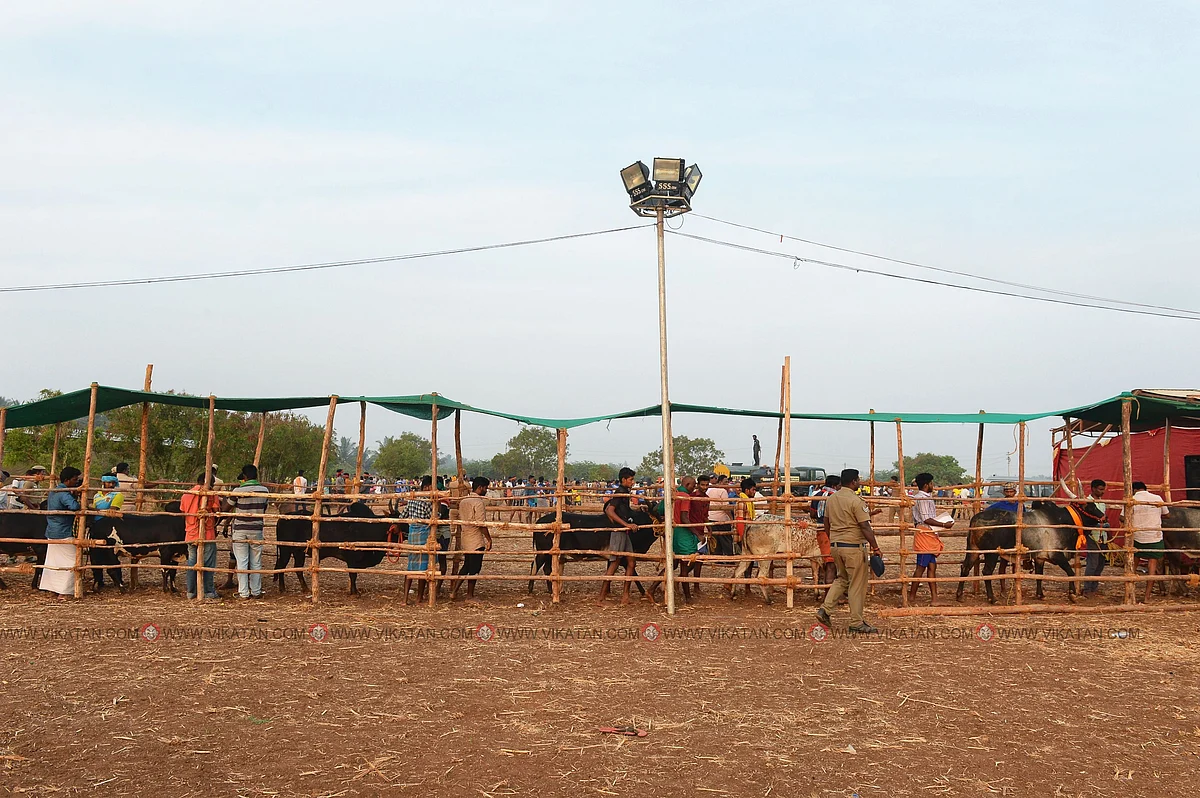 காலை 6:45 மணி
போட்டியில் பங்குபெறும் காளைகள் வரிசையாக நிற்கின்றன.