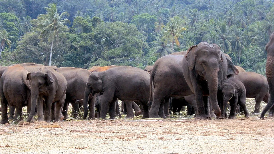 யானை மந்தை