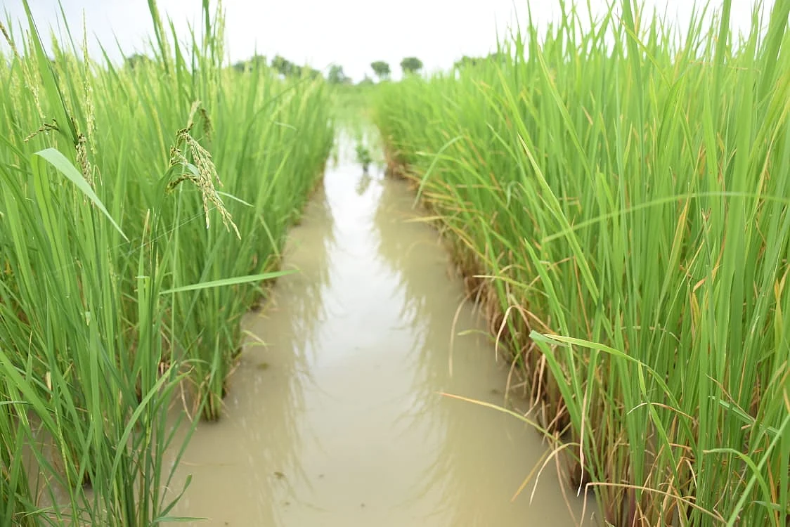 இயற்கை விவசாயம்