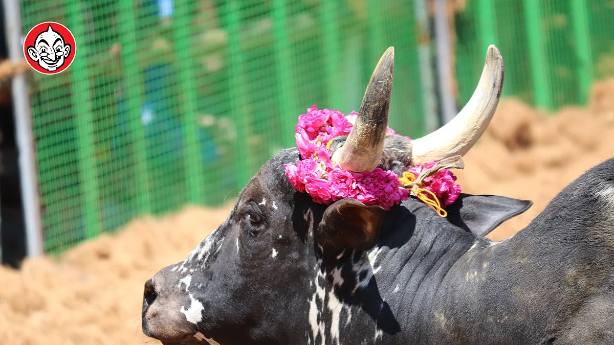 அய்யம்பட்டி ஜல்லிக்கட்டு