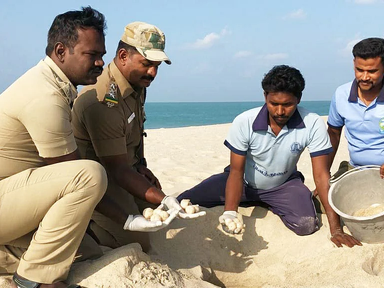 `தாமதமாகத் தொடங்கிய சீஸன்; முதல் நாளிலேயே 452 முட்டைகள்!' - தனுஷ்கோடியில் ஆமை இனப்பெருக்கம்