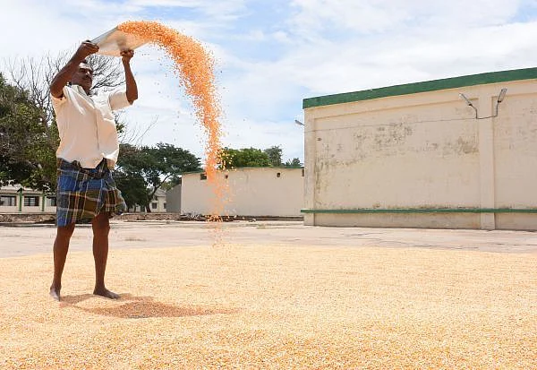மக்காச்சோளம் தூற்றுதல்