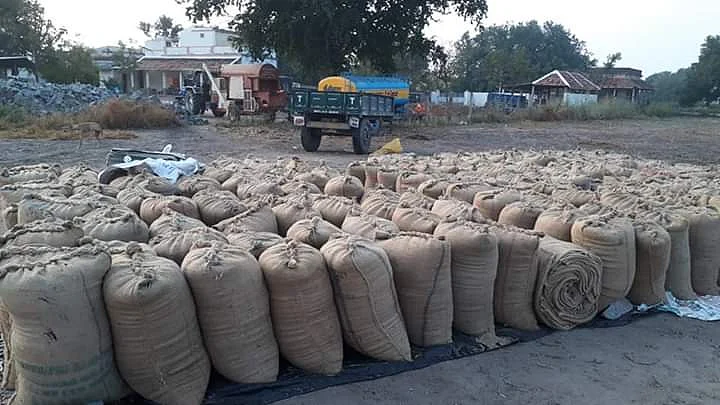 மக்காச்சோள மூட்டைகள்