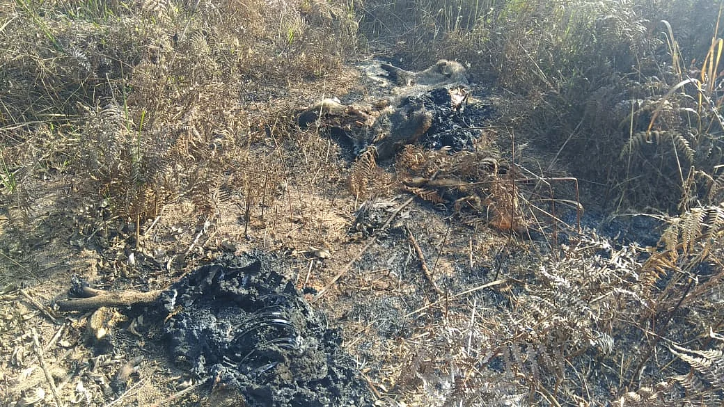mass wildlife death