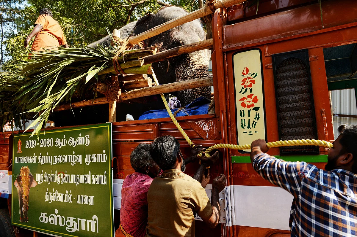பழனி கோயில் யானை கஸ்தூரியின் கயிற்றை நன்றாக லாரியின் பிடியில் கட்டும் உதவியாளர்கள்