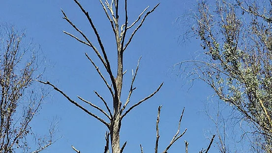 யூகலிப்டஸ் மரம்