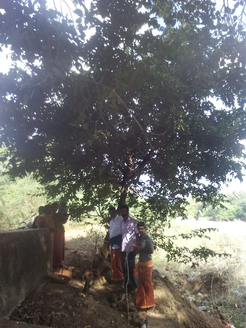 உருத்ருத்ராட்ச மரம்