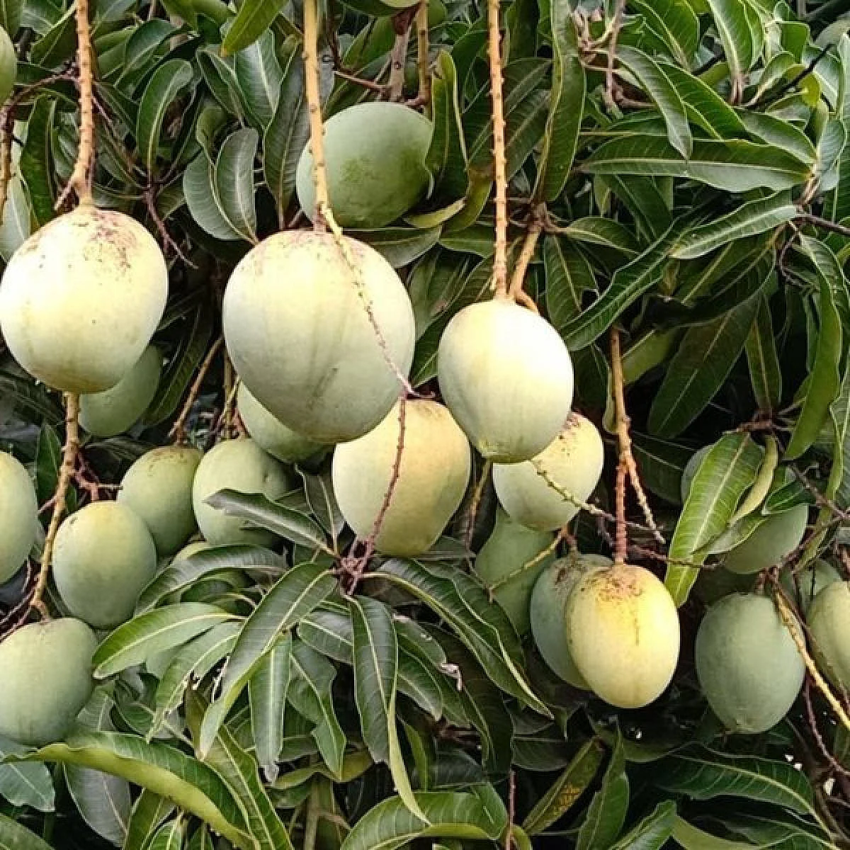 பெரியகுளம் மாம்பழம்
