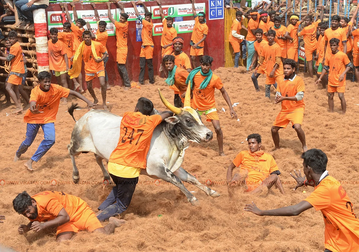 காலை 8:15 மணி
வடிவாசலில் இருந்து வெளியே வந்த காளையை அடக்கும் நிகழ்வில் ஈடுபட்டுள்ள மாடுபிடி வீரர்கள்