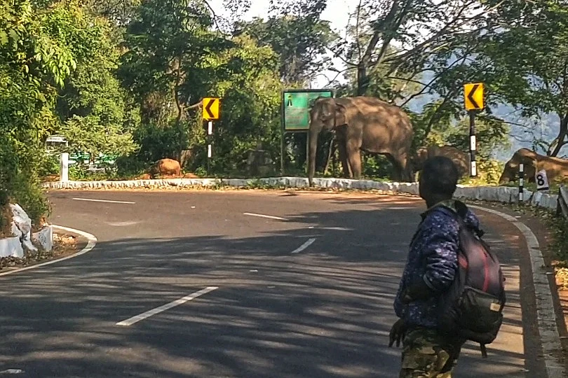 elephants