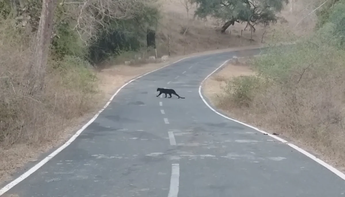 Black Panther