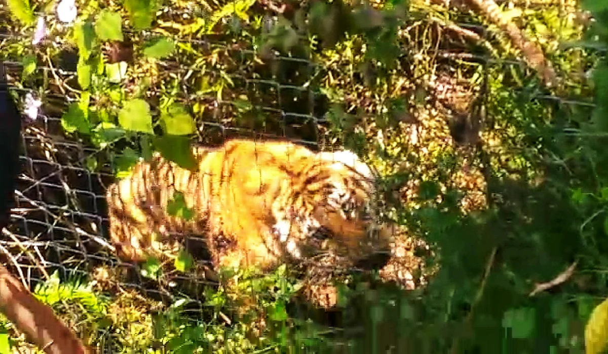 tiger with snare