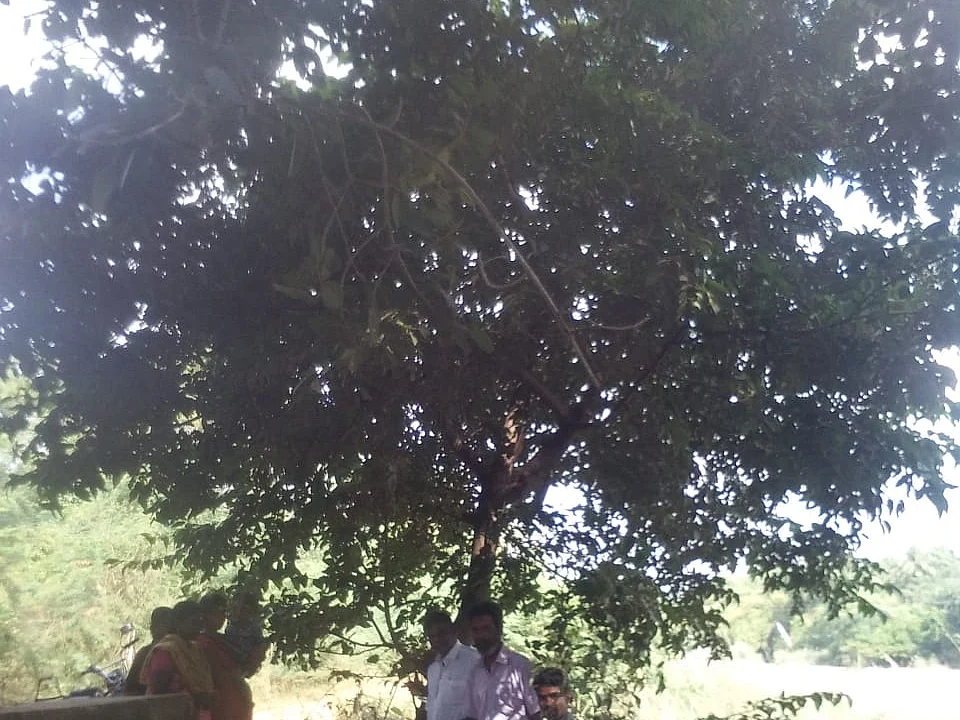 திருவாரூர் அருகே ருத்ராட்ச மரம்... கூட்டம் கூட்டமாக வரும் பக்தர்கள்!