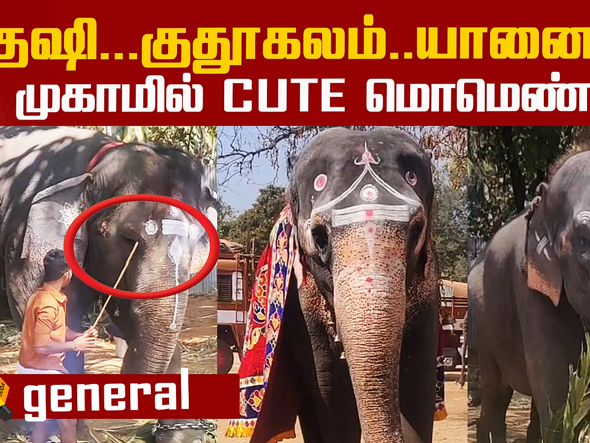 யானைகள் பிரியாவிடை... கோவை யானைகள் முகாம்!