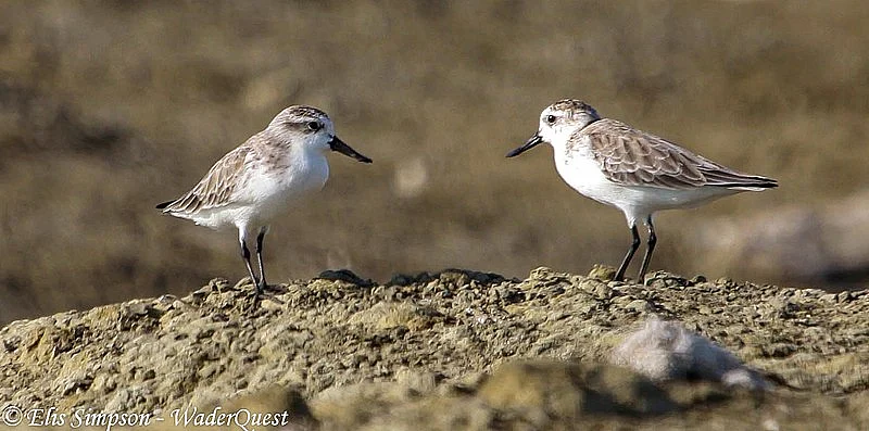 Sandpipers