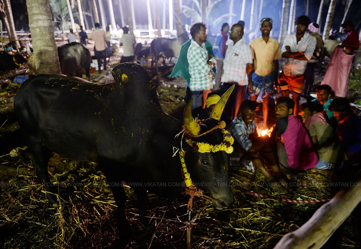 காலை 4:30 மணி
செட்டிபாளையம் பகுதியில் அதிகாலை நேரத்தில் பனி அதிகமாக இருந்ததால், காளைகளுக்கு அருகில் நெருப்பு மூட்டி அமர்ந்திருக்கும் உரிமையாளர்கள்