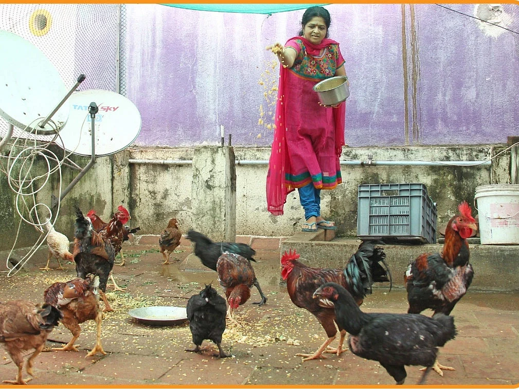 மொட்டைமாடியில் நாட்டுக்கோழி வளர்ப்பு... அனுபவம் பகிரும் சினிமா ஒளிப்பதிவாளர்