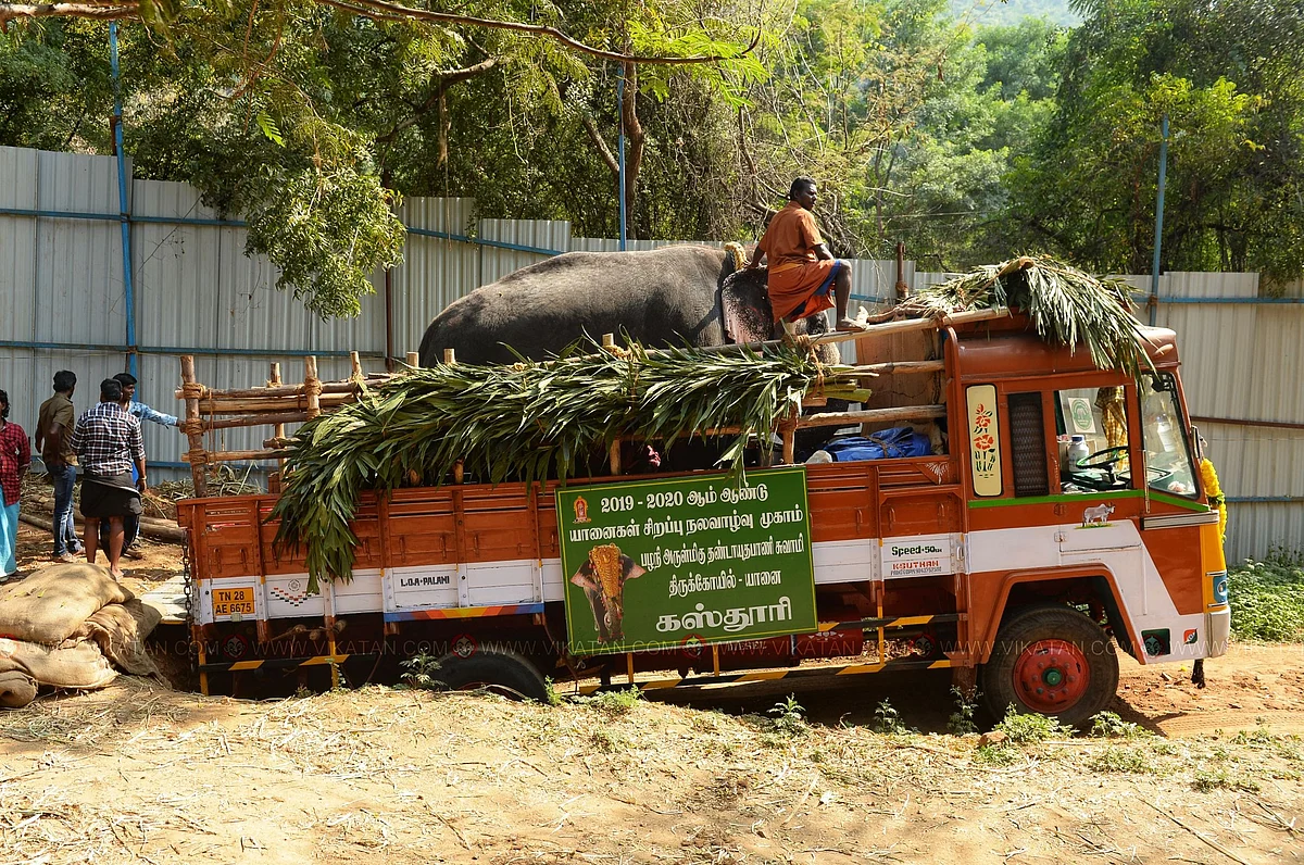 யானை ஏறுவதற்காக பள்ளத்தில் இறங்கி நிற்கும் லாரி, அதில் வெற்றிகரமாக யானையை ஏற்றியபின் நிற்கும் பாகன்