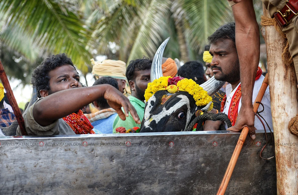 காலை 6:30 மணி
போட்டியில் பங்குபெற ஆர்வமுடன் காத்திருக்கும் காளை