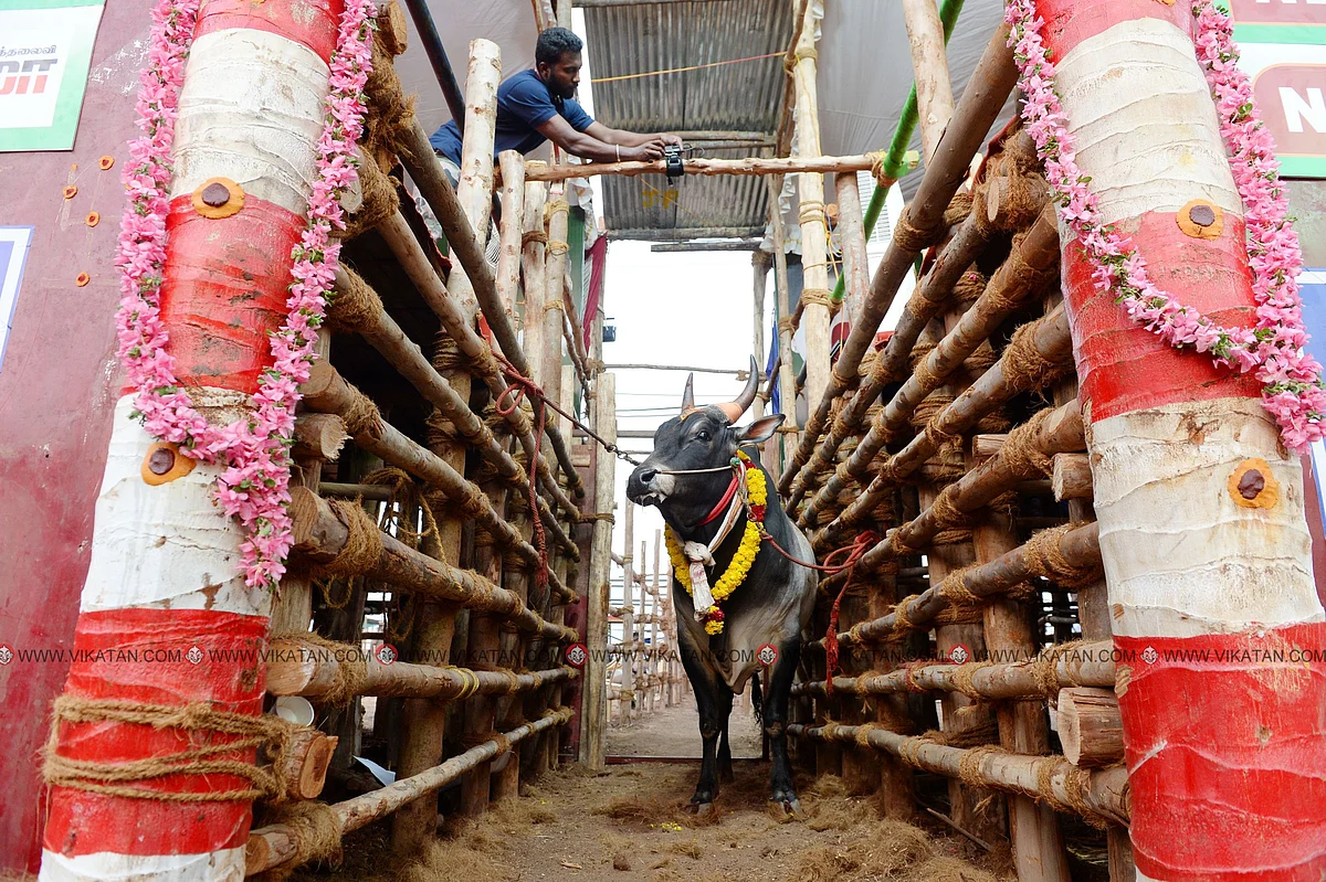 வாடிவாசலில் தயாராக நிற்க்கும் முதல் கோவில் காளை